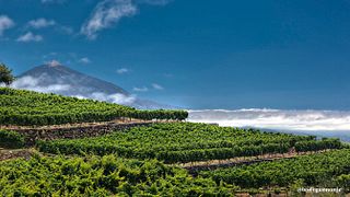 Taller: Cata de Vinos y Elaboración de Mojo Picón y Patatas Canarias