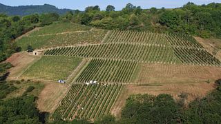 Wine tasting and tour at Château de l’Éclair
