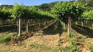 Ridning i Berici Hills | La Pria