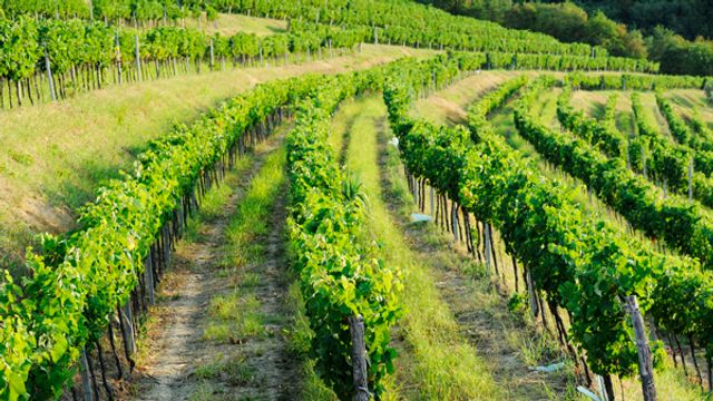 Cata de vinos y visita guiada a Korenika y Moškon