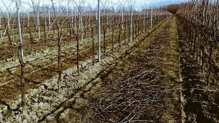 La Fornase Winery