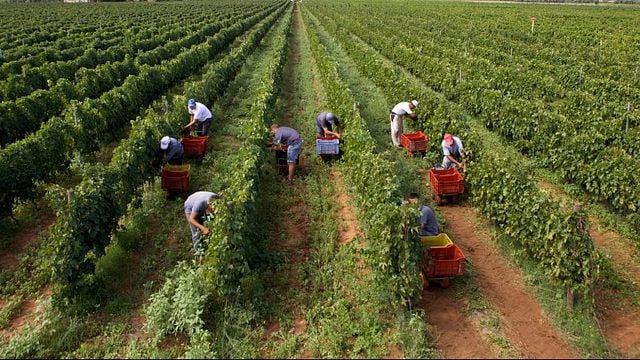 Degustação de vinhos e tour em Vigna di Pettineo