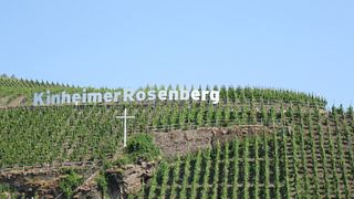 Mosel Vineyard Stroll & Wine Tasting at Stairs n’ Roses