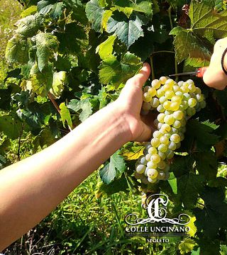 Cata de vinos y visita guiada al Colle Uncinano