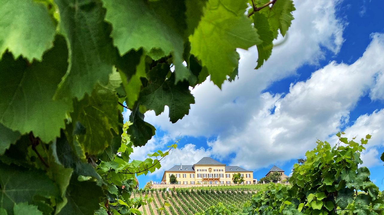 Genießen Sie Wein auf der Weintour Rhein-Rheingau & Rheinhessen