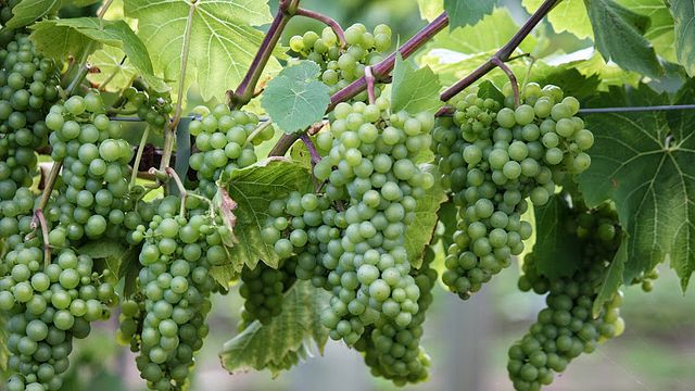 Giffords Hall Vineyard