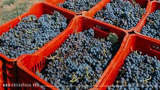 Estate Chrisohoou: A Legacy of Winemaking