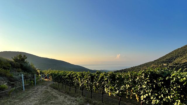 Tsikrikonis Winery