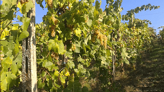 Cata de vinos y visita guiada en Azienda Agricola Casale