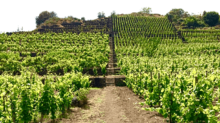 Biondi Winery
