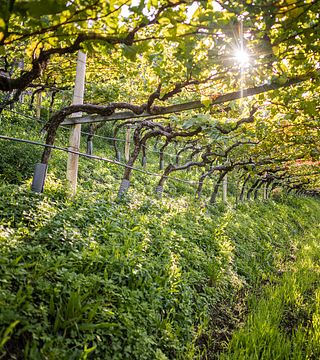 Vingårdsbesök & vinprovning | Heiner. Vintillverkare