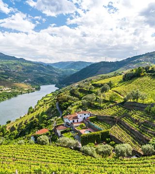 Tour privato premium della valle del Douro: visita 3 cantine con degustazioni di vino e pranzo