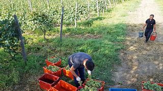 Vinprovning på Wine Art / Ethno