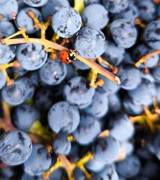 Winery & Distillery Ana Naglich