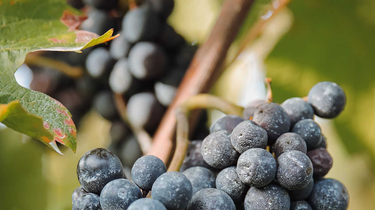 Weinprobe gepaart mit Gougère