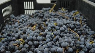 Cata de vinos y visita guiada a la bodega Catleya