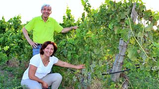 Vigne Mastrodomenico