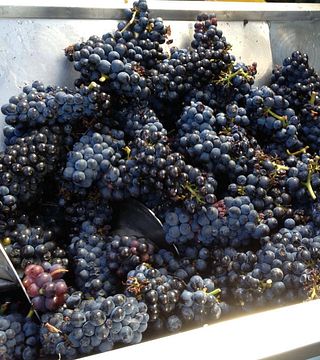 Galafrey Wines