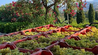 Azienda Vini Marino