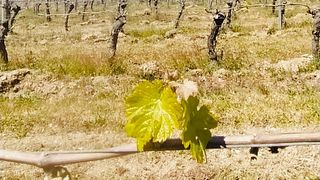 Degustação de vinhos no Domaine De Maillac