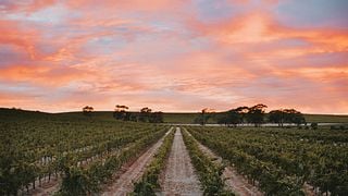 Jim Barry Wines