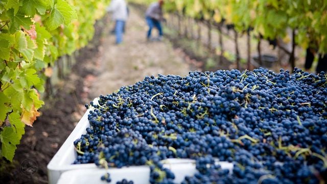 Premium wine Tasting
