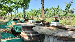 Premium-Weinprobe zwischen den Weinbergreihen | Cantina Costantini