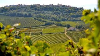 Winery tour and tasting of 3 wines at Villa della Rosa