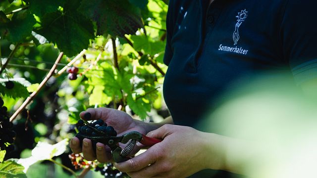 Weingut Sommerhalter