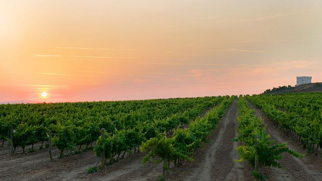 Navarra Wine & Dine at Bodega Pago de Cirsus