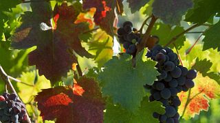 Degustazione di vini e cena presso la cantina e la viticoltura Gerokostopoulos
