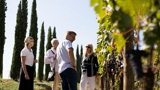 Montalcino: Guidad vingårdstur och vinprovning