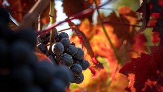 Dégustation de vins et visite à Planina Borhaz