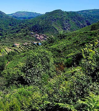 Monção & Melgaço - Alvarinhos vinområde | Vinhos Verdes (PARTUR)