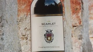 Explore Tuscan Wines on a Guided Vineyard Walk
