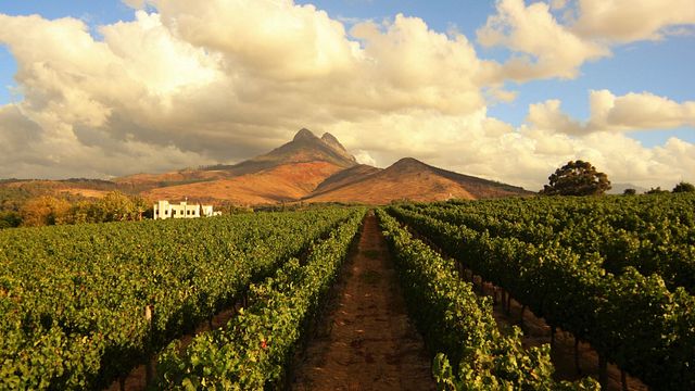 Dégustation de vins et visite à Mitre's Edge
