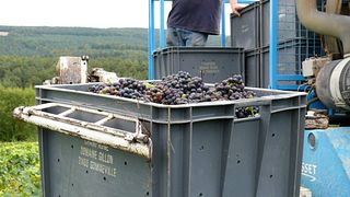 Degustazione di vini e tour al Domaine Gillon Frères
