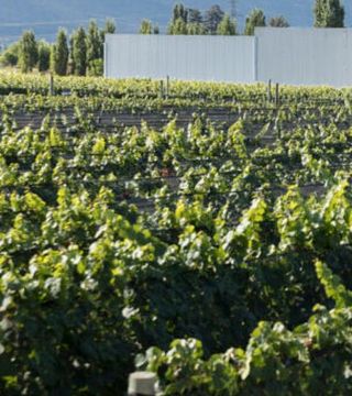 Dégustation de vins et visite de la Bodega Foster Lorca