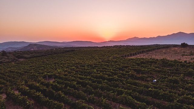 Nippen, genießen und entdecken: Weinprobe aus einer einzigen Region