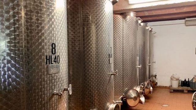  Visite des vignobles et des vins biologiques toscans + dégustation de 5 vins accompagnée d'un déjeuner léger à Il Quercione by Manvi