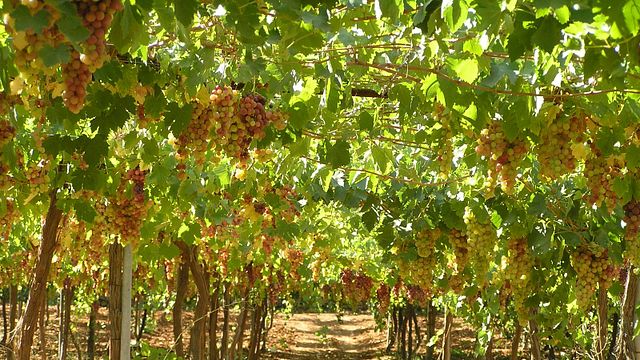 Uppgraderad tur| Vinprovning och rundtur på Gush Etzion Winery