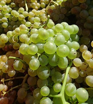 Wine Tasting and Tour at Domaine Benedetti