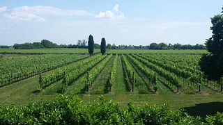 Dégustation de vins et visite chez Conti Tacoli Asquini