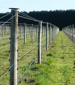 Premium Wine Tasting at Schubert Wines