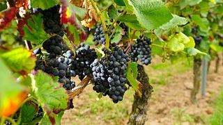 Degustazione guidata di vini presso la Weingut Georg Müller Stiftung