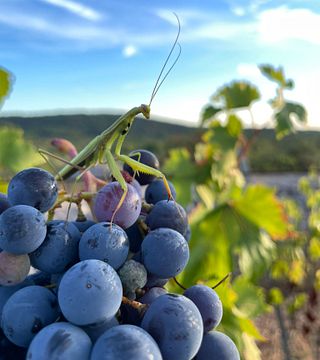 Degustação de vinhos e aperitivos locais no Vinarija Balić
