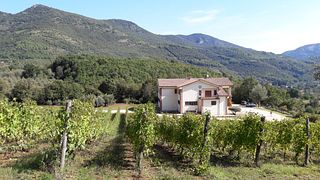 Visita immersiva al vigneto e degustazione di vini autoctoni rari