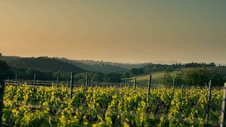Degustação de vinhos populares e tour em Colmano