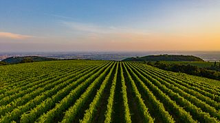 Weinprobe und Tour bei Nicolis