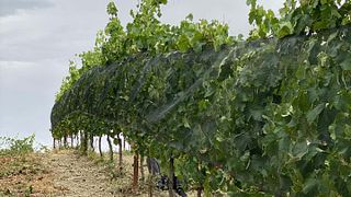 Degustação de vinhos e tour na Fattoria Nannì